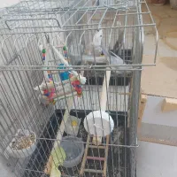عروس هلندی ..