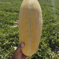خربزه مشهدی شیرین