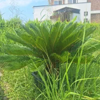 سیکاس|گل و گیاه طبیعی|نوشهر, |دیوار