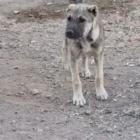 یک جفت توله سرابی نر و ماده اصل