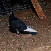 کبوتر سالم