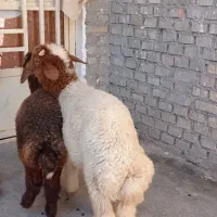 بره نر عراقی چاق چاق