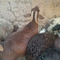شیش بز شخ چاق سرمایه همه جمل جز دوتا