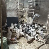 فروش ۱۱۰ عدد کبوتر پرشی