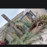 بریدن قطع نخل نخل درآوردن ریشه سم پاشی هرس