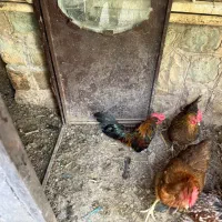 پنج عدد مرغ تخم گذار رسمی درشت ویک عدد خروس زیبا