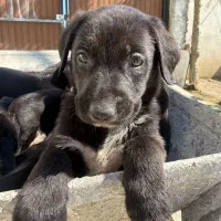 توله های ژرمن