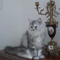 گربه صورت عروسکی چین چیلا