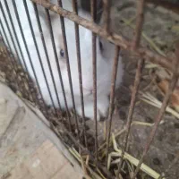 یک جفت خرگوش نر و ماده فروشی