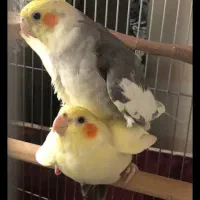 عروس هلندی ماده