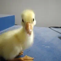 جوجه غاز لیندا