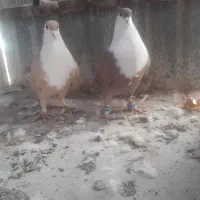 کفترکرباتی کرواتی کفترریش کرواتی زردوسرخ