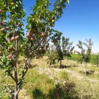 کود اوره پتاس و فسفات