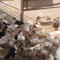 اردک|حیوانات مزرعه|گرگان, |دیوار