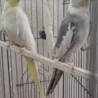 یک جفت عروس هلندی
