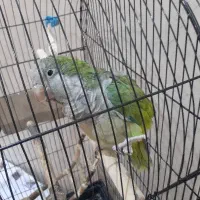 یک عدد طوطی راهب دستی و سخنگو