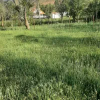زمین کشاورزی    باغ
