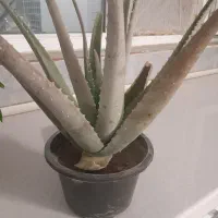 گل آلوئه ورا خوراکی