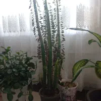 گل آپارتمانی