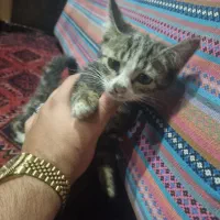 گربه دش /dashبچه اروم و خوشگل