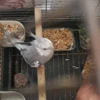 فروش یک جفت عروس هلندی مولد با تخم