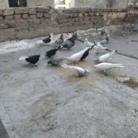 کبوتر