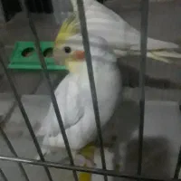 عروس هلندی