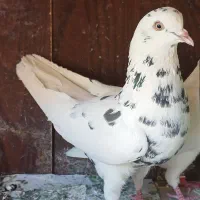 یه جفت کفتر پرشی