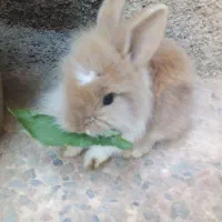 بچه خرگوش لوپی