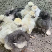 جوجه کاکلی و گردن لختی