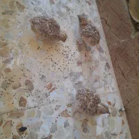 بلدرچین