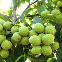 فروش درخت میوه