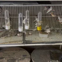 فنچ