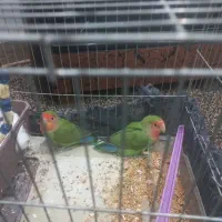 طوطی|پرنده|خاو و میرآباد, |دیوار