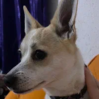 سگ جک راسل