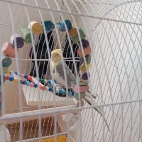 عروس هلندی سخنگو نر