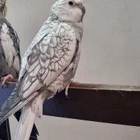 عروس هلندی ماده فوق العاده خاص