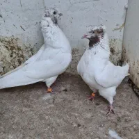 کفتر ماهروکاکلی،جوجه ماهرو کاکلی