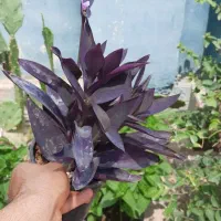 حراج گل