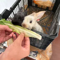 خرگوش