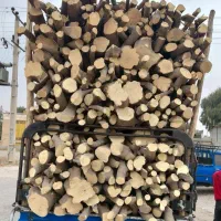 خرید چوب و قطع انواع درخت در منزل وباغ