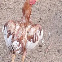 خروس