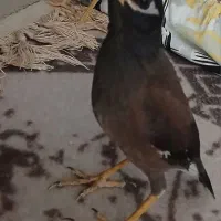 جوجه مینا