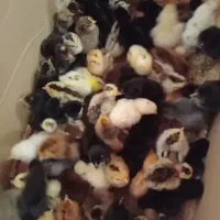 جوجه گردن لخت و کاکلی