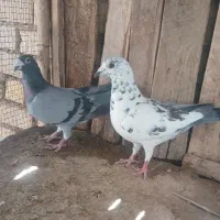 کفتر