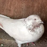 کبوتر. اردک .مرغ عروس