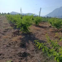 فروش باغ در روستای عسگر آباد