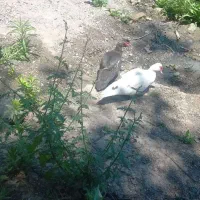 اردک اسرائیلی ماده