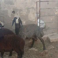 بره نر کشتاری