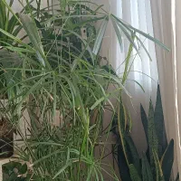 گل نخل مرداب و گوش گرگی